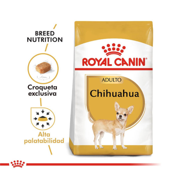 Chihuahua Adulto - Imagen 4