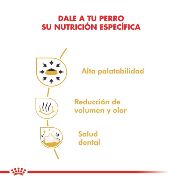 Chihuahua Adulto - Imagen 6