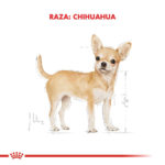 Chihuahua Adulto - Imagen 2