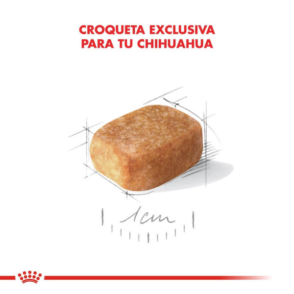 Chihuahua Adulto - Imagen 5