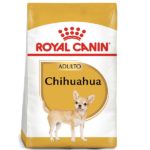 Chihuahua Adulto