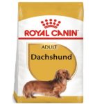 Dachshund Adulto